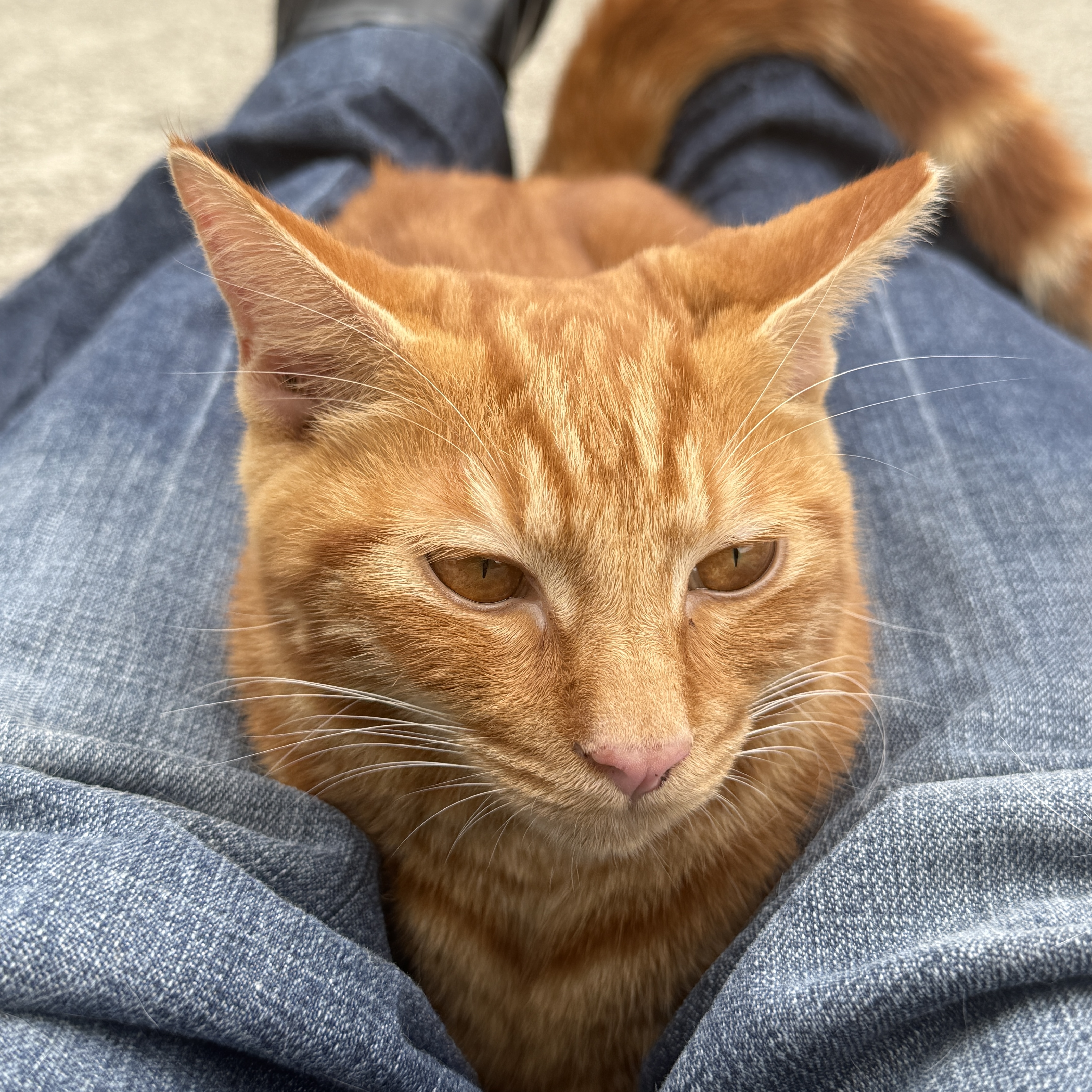 Lap Cat