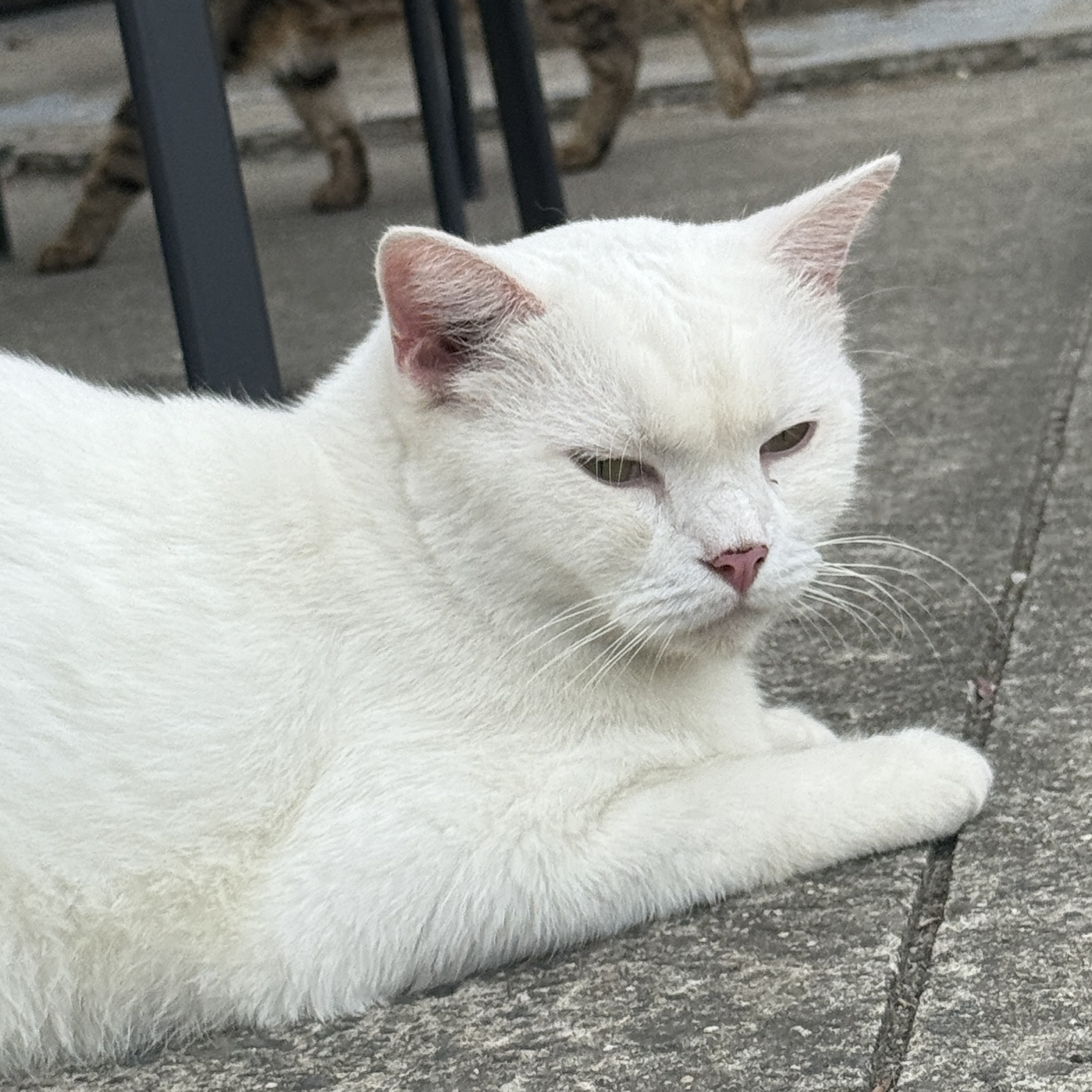 White Cat