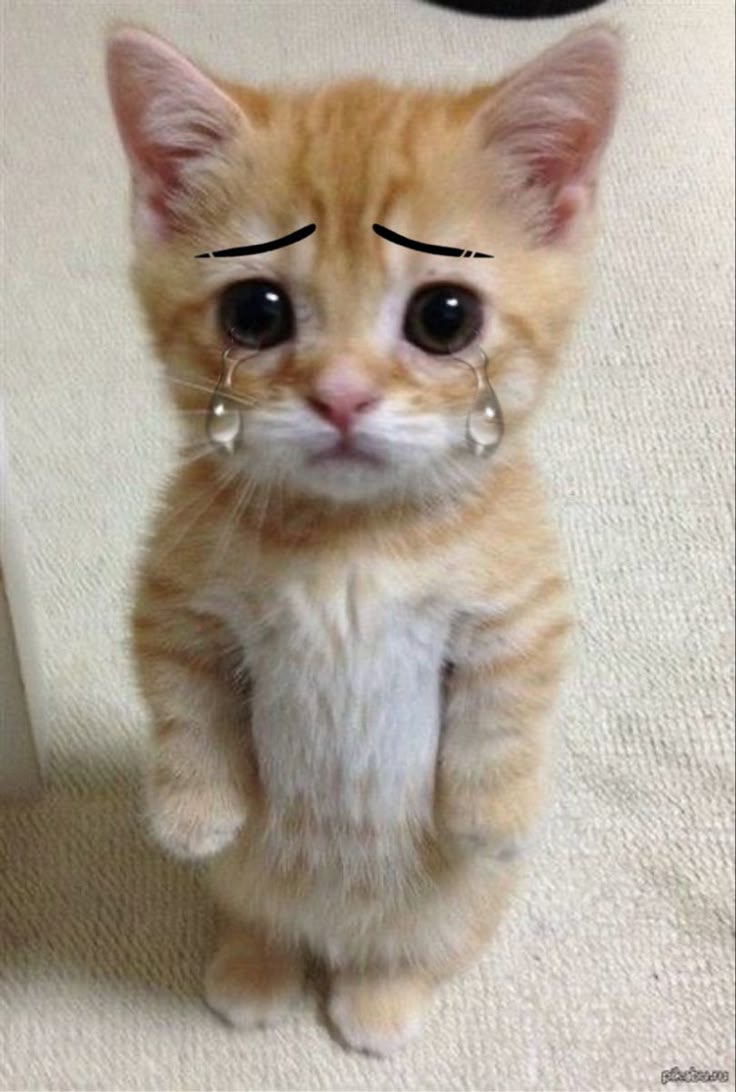 Sad Cat