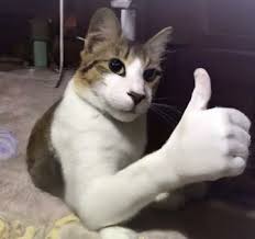 Thumbs Up Cat